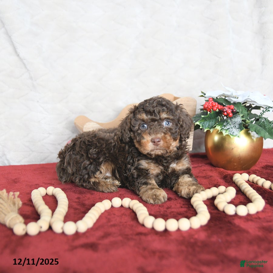 Miniature Poodle dogs Rudolph EXTRA SMALL - Ad 34
