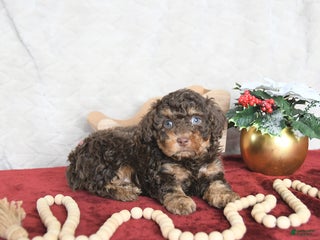Miniature Poodle dogs Rudolph - Ad 36