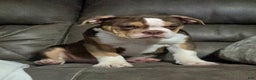 Olde English Bulldogge dogs for sale: Olde English Bulldogge Puppy 1 - Ad 2