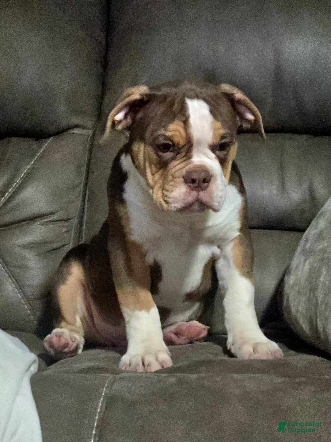 Olde English Bulldogge dogs for sale: Olde English Bulldogge Puppy 1 - Ad 2