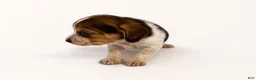 Beagle dogs for sale: Beagle 6 - Ad 1