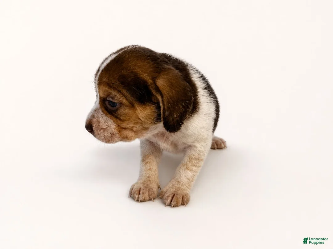 Beagle dogs for sale: Beagle 6 - Ad 1