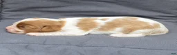 Cavalier King Charles Spaniel dogs for sale: Betty Cavalier King Charles Spaniel  - Ad 4