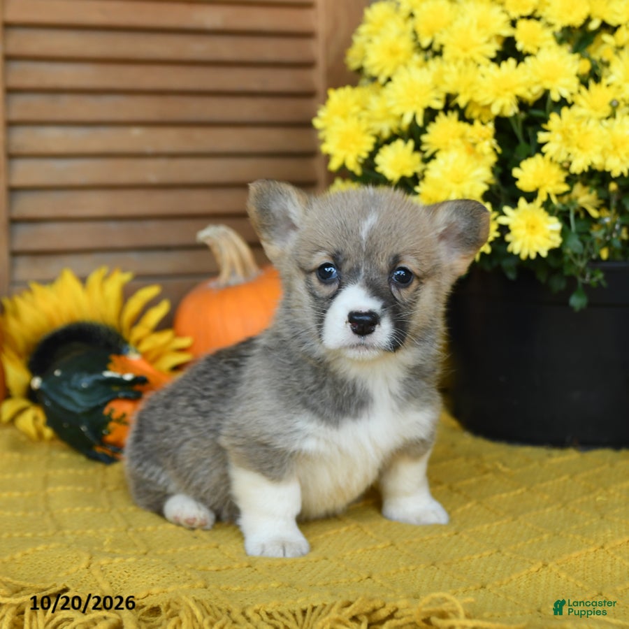 Welsh Corgi Pembroke dogs for sale: Devvi - Ad 1