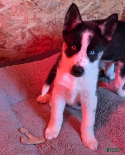 Gallery Image {{count}}