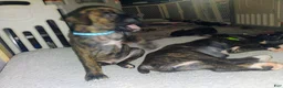 Boxer dogs for sale: Boxer 4 - Ad 3