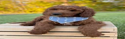 Irish Doodle dogs for sale: Copper - Ad 2