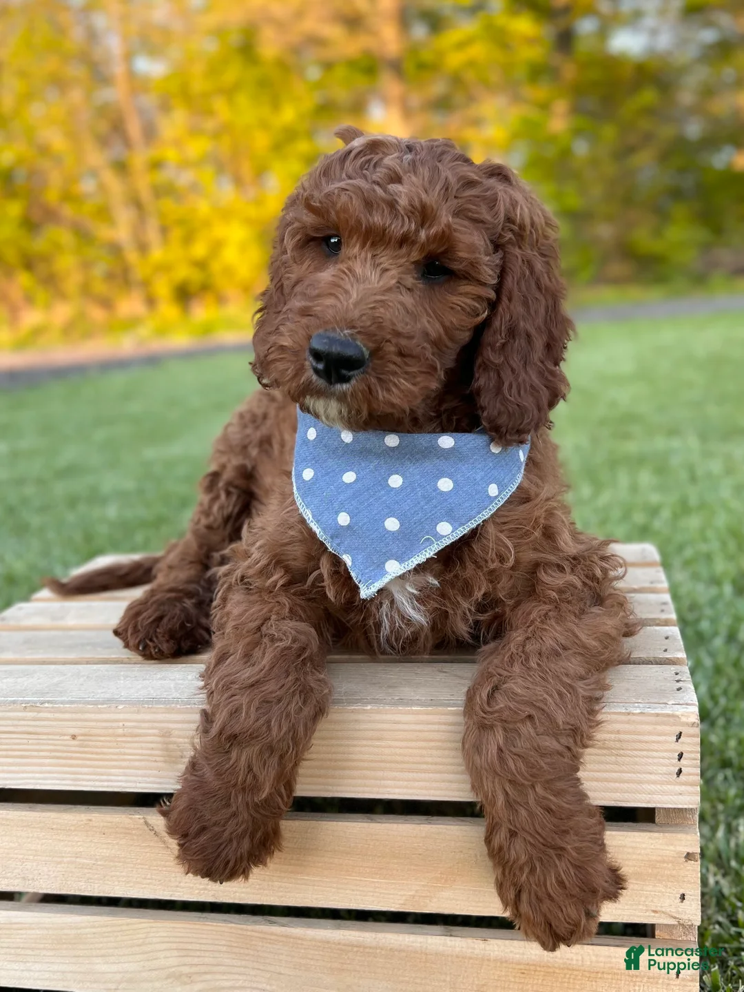 Irish Doodle dogs for sale: Copper - Ad 2