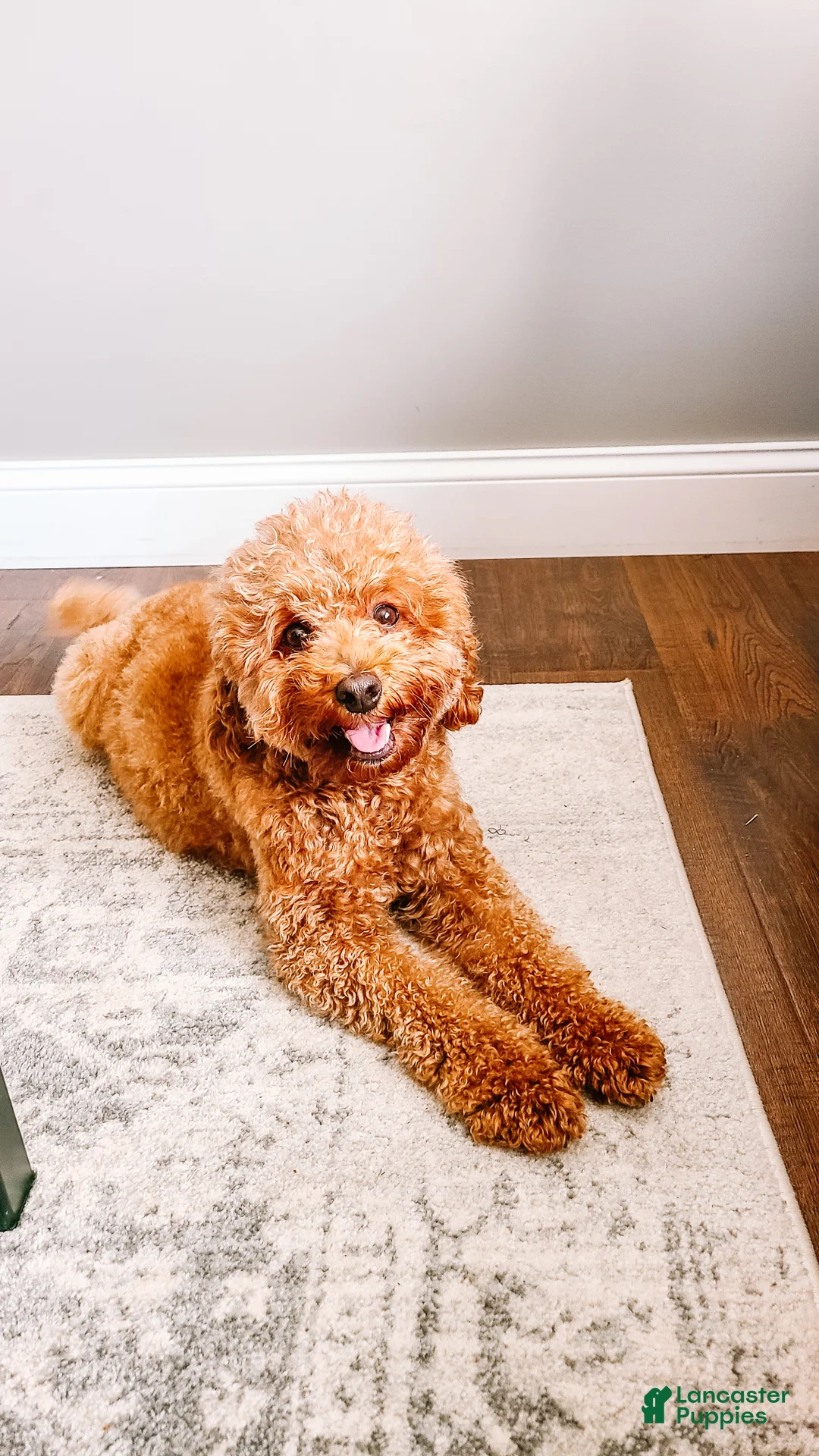 Mini Goldendoodle dogs for sale: Olive  - Ad 9