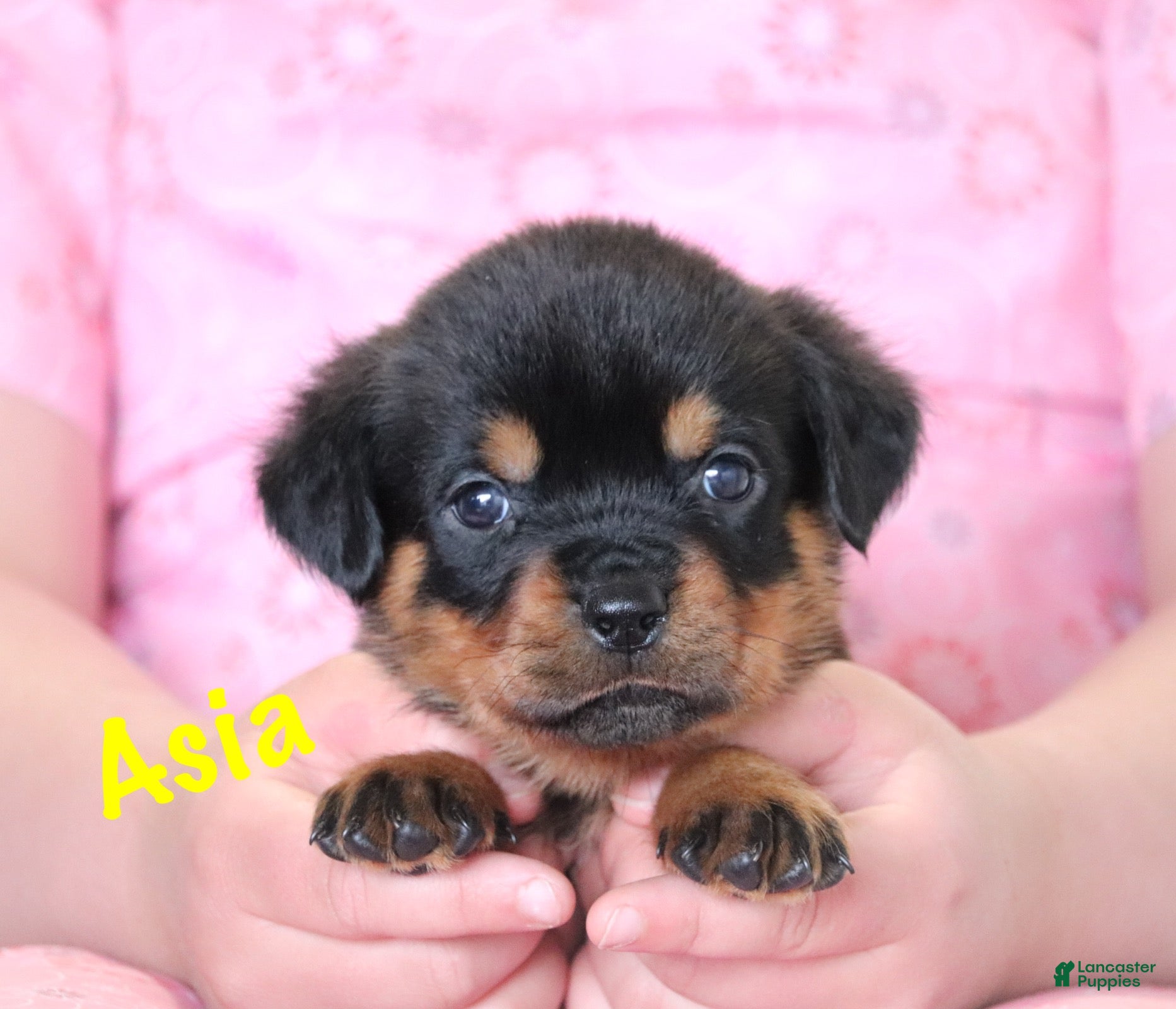 Rottweiler dogs Asia - Ad 1