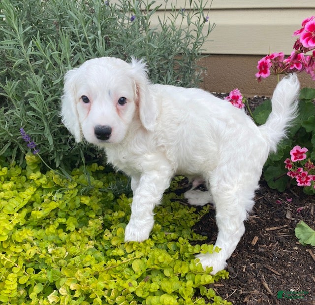 Cavapoo dogs Wally - Ad 2