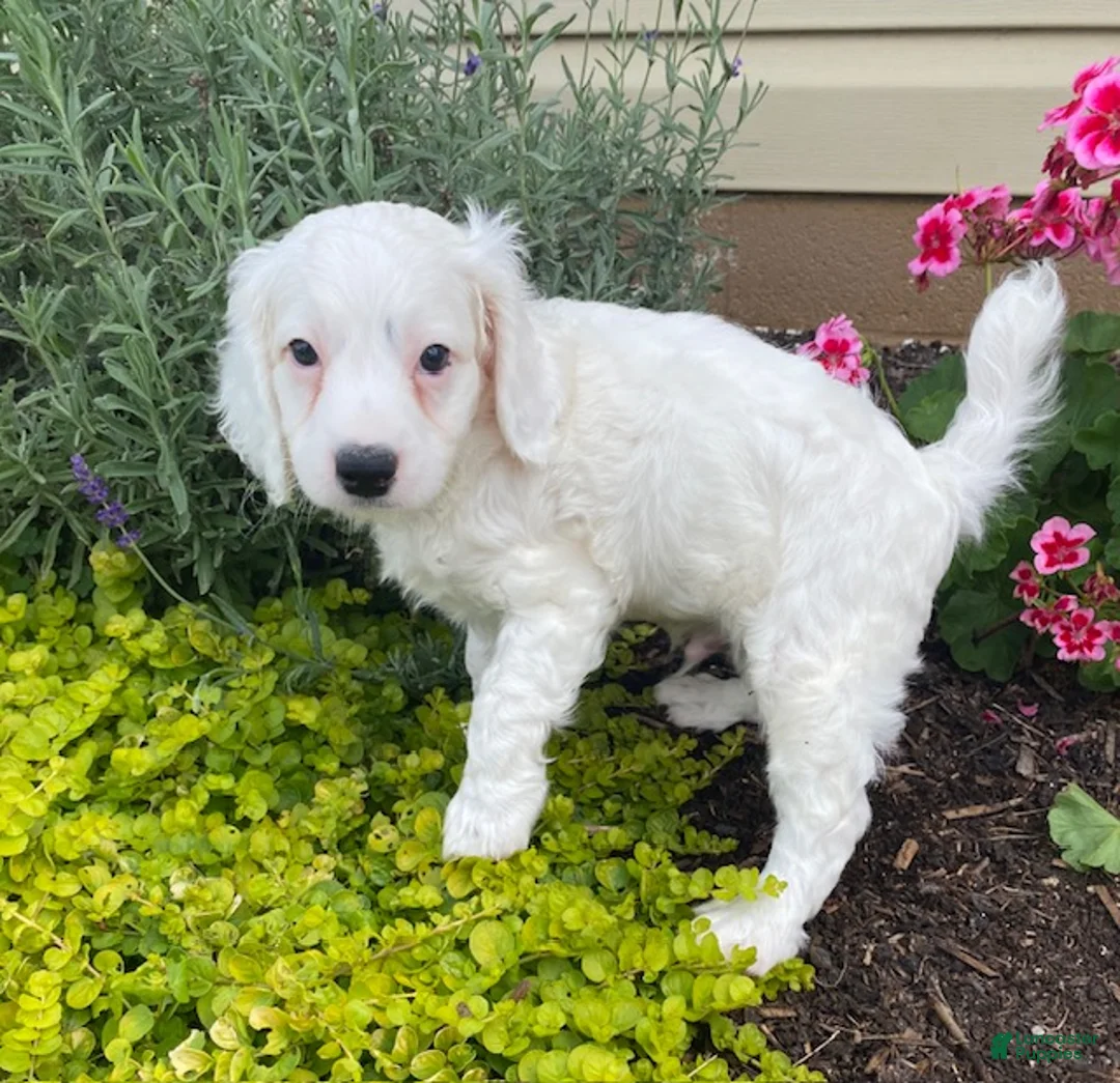 Cavapoo dogs for sale: Wally - Ad 2