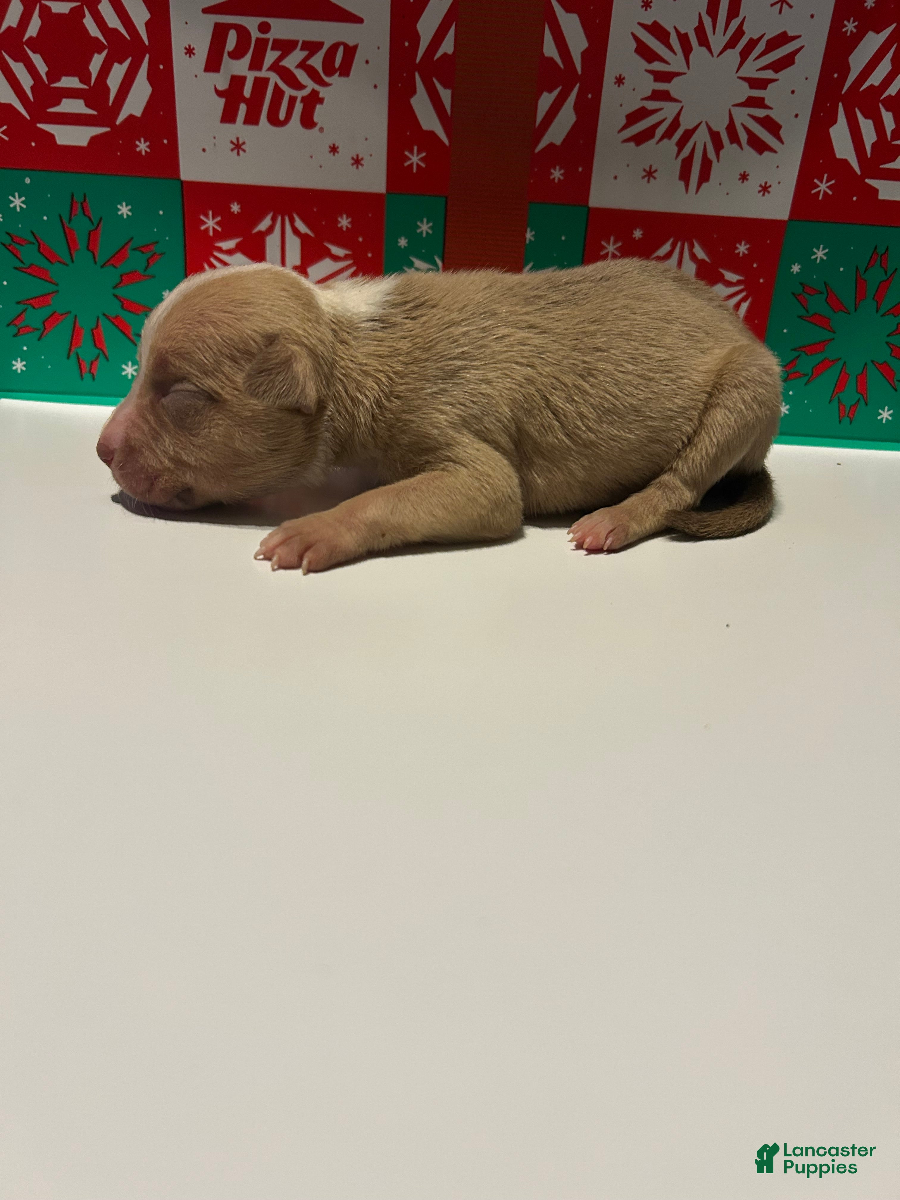 American Bully dogs American Bully Puppy 7 - Ad 8