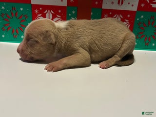 American Bully dogs American Bully Puppy 7 - Ad 8