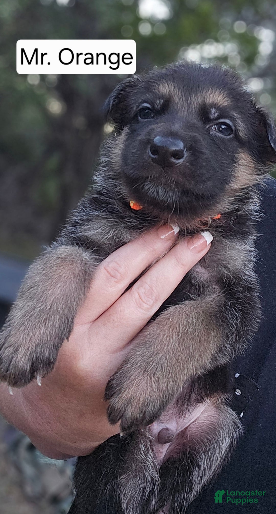 German Shepherd dogs for sale: German Shepherd Puppy 3 - Gunnar - Ad 3
