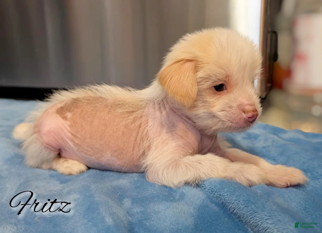 Mixed Breed dogs for sale: Fitz - Ad 2