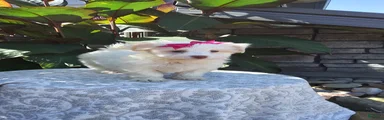 Havanese 5