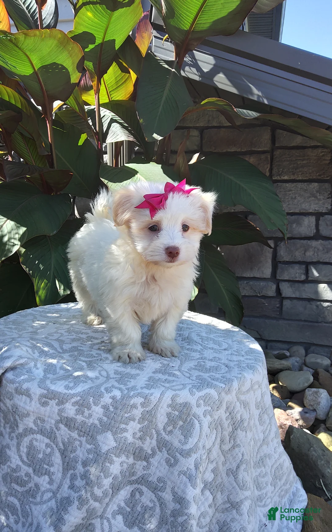 Havanese dogs for sale: Havanese 5 - Ad 1
