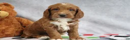 Mini Goldendoodle dogs for sale: Ace - Ad 3