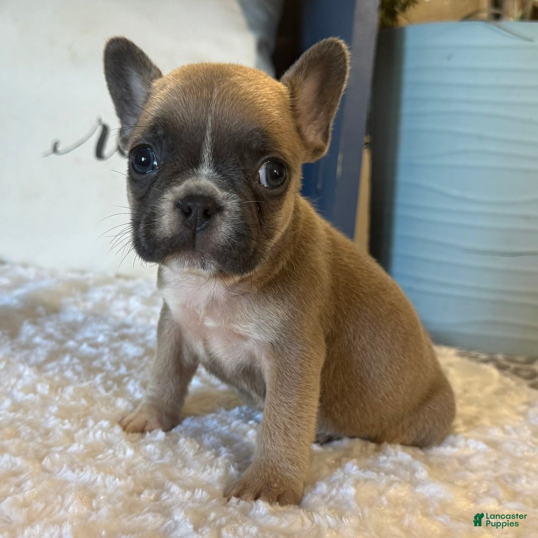 French Bulldog dogs for sale: Alex - Ad 15