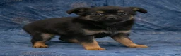 Chihuahua dogs for sale: Carter - Ad 4