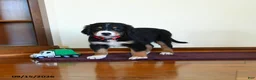Greater Swiss Mountain Dog dogs for sale: Wiley - Ad 3