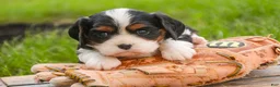 Cavalier King Charles Spaniel dogs for sale: Tom - Ad 2