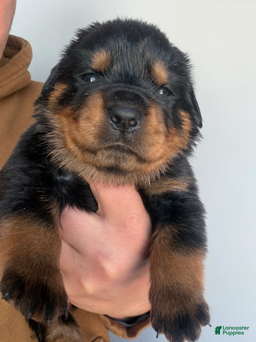 Rottweiler dogs for sale: Nova - Ad 1