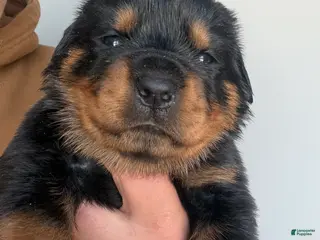 Rottweiler dogs Nova - Ad 30