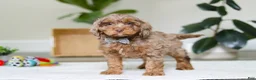 Cockapoo dogs for sale: Ace - Ad 5
