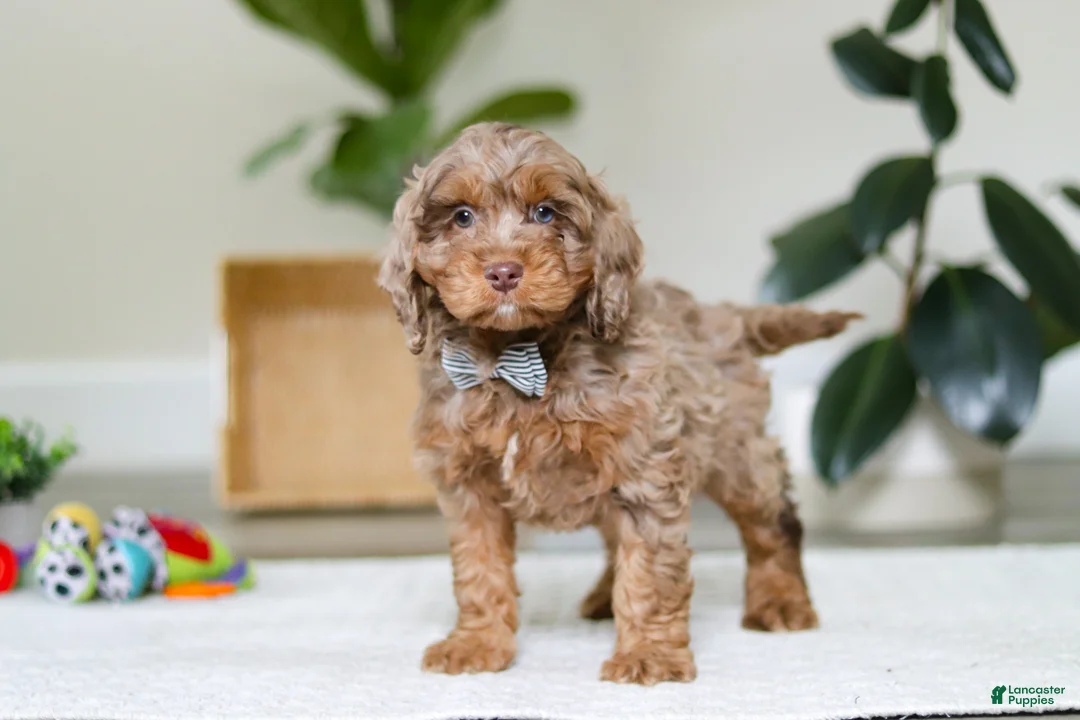 Cockapoo dogs for sale: Ace - Ad 5