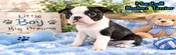 Boston Terrier dogs for sale: Marshall Male Boston Terrier - Ad 1