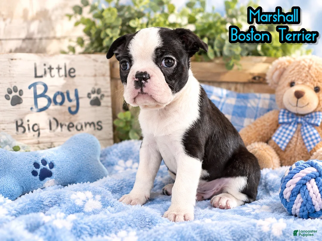 Boston Terrier dogs for sale: Marshall Male Boston Terrier - Ad 1