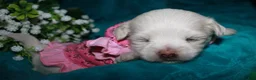 Maltese dogs for sale: Diva - Ad 9