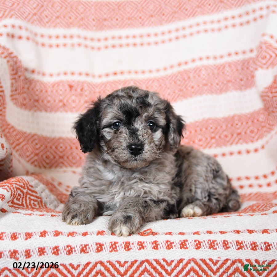 Miniature Poodle dogs for sale: Bonnie - Ad 4