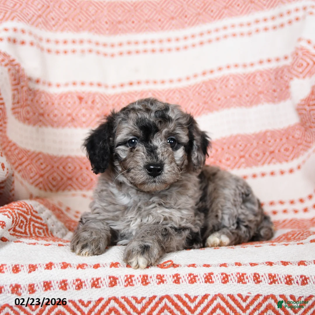 Miniature Poodle dogs for sale: Bonnie - Ad 1