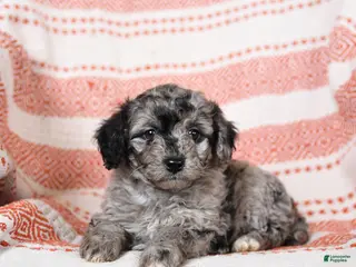 Miniature Poodle dogs for sale: Bonnie - Ad 4
