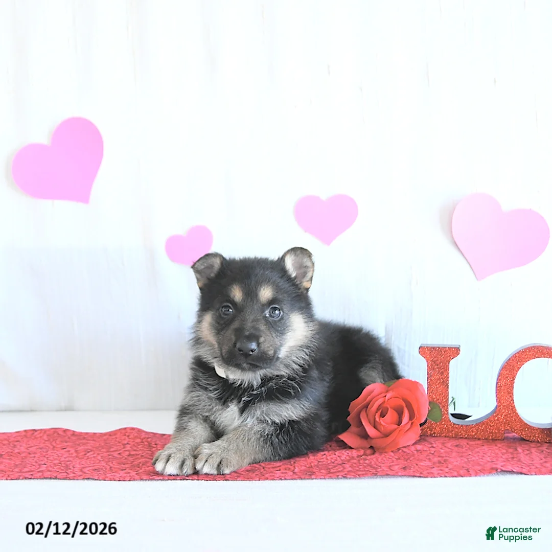 German Shepherd dogs for sale: Sugar - Ad 4