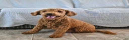 Mini Goldendoodle dogs for sale: Bagel - Ad 6