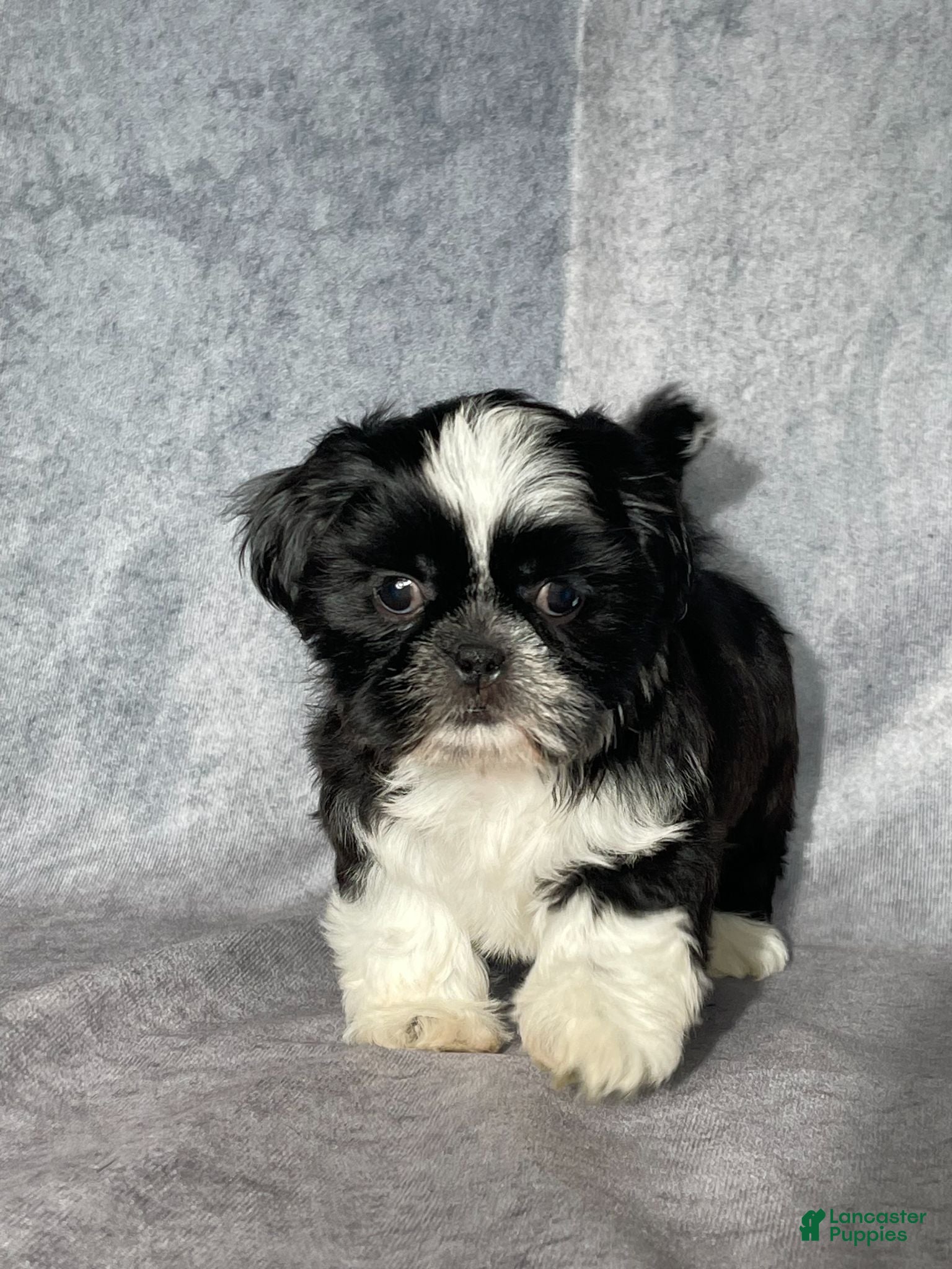 Shih Tzu dogs for sale: Glenn - Ad 2