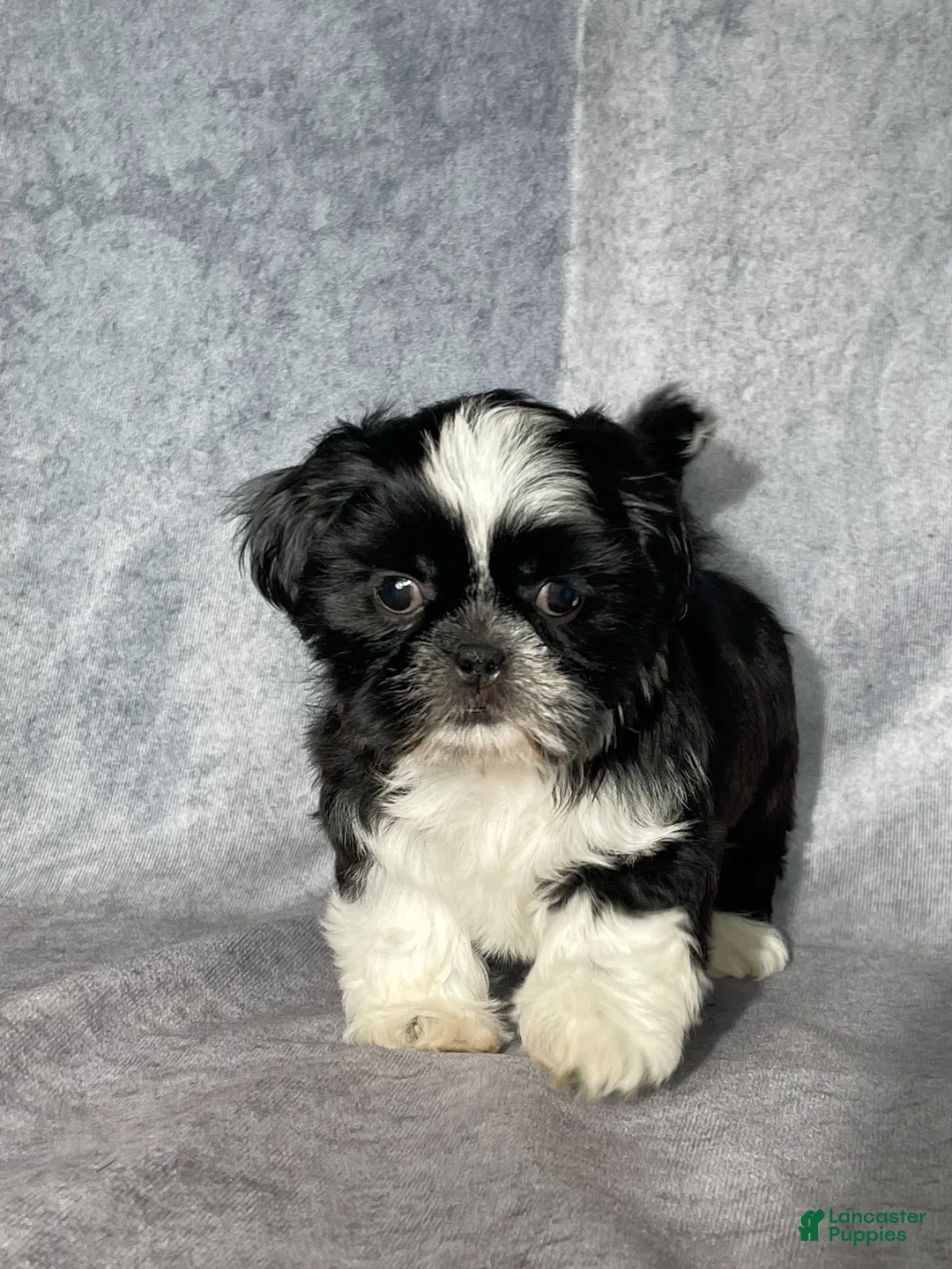 Shih Tzu dogs for sale: Glenn - Ad 1