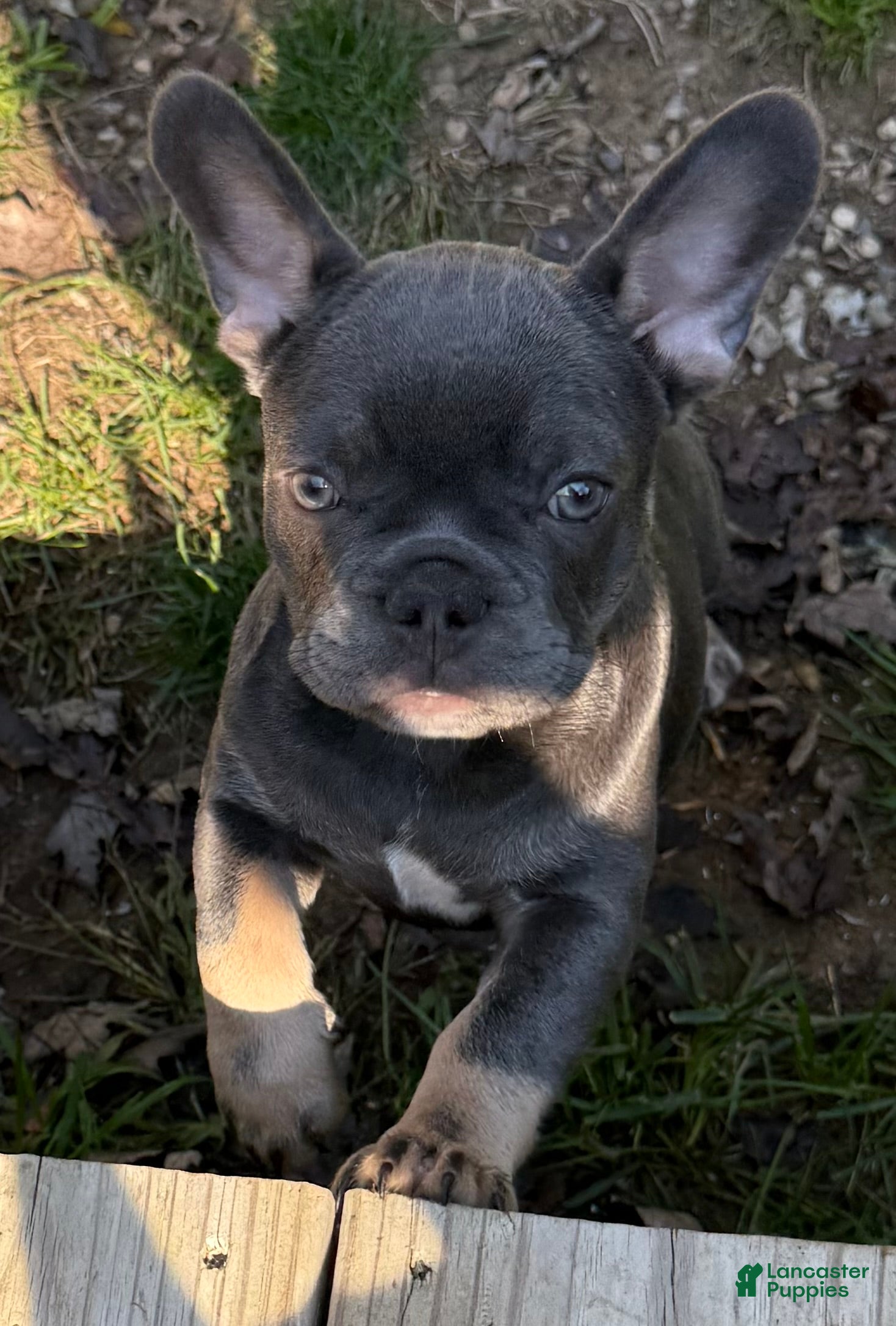 French Bulldog dogs for sale: Jelly - Ad 1