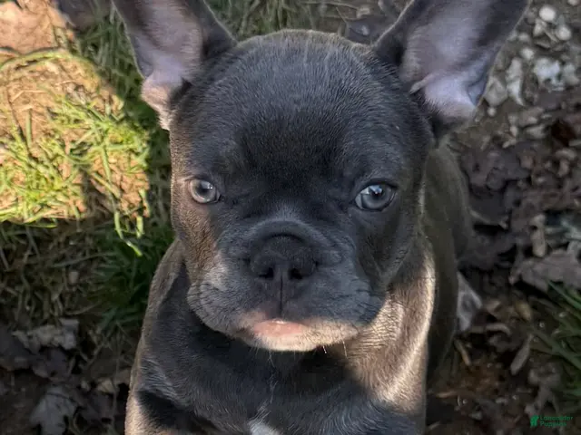 French Bulldog dogs for sale: Jelly - Ad 1