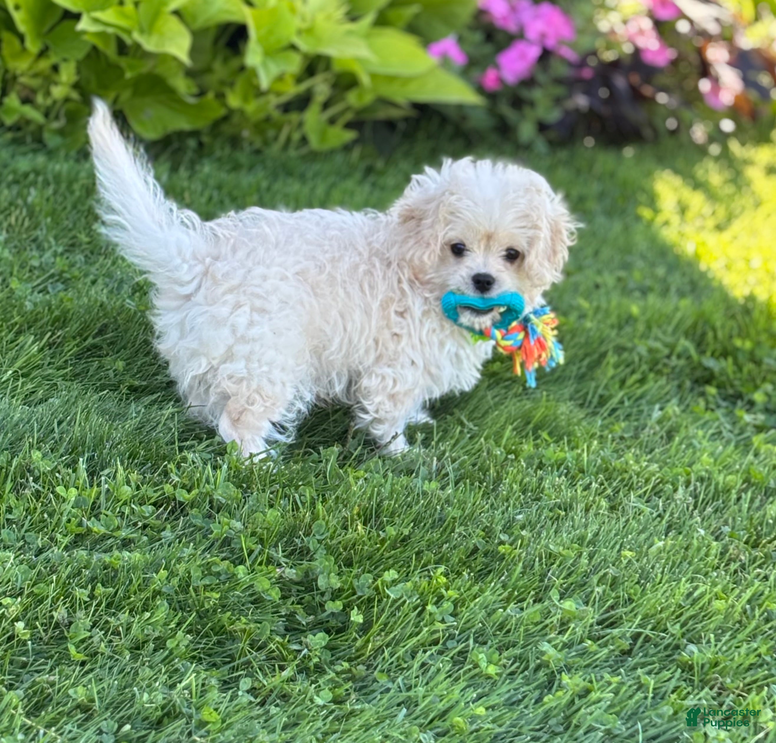 Mixed Breed dogs Karmel - Ad 1