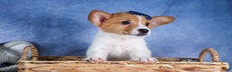 Welsh Corgi Pembroke dogs for sale: Luigi - Ad 17