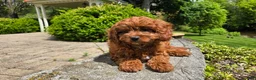 Cavapoo dogs for sale: Hunter - Ad 12