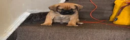 South African Boerboels dogs for sale: LGK TANK  - Ad 6