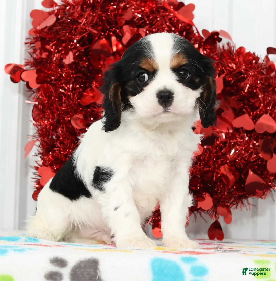 Cavalier King Charles Spaniel dogs for sale: Freddy - Ad 4