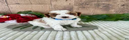 Mini Goldendoodle dogs for sale: Mr. Whistler - Ad 4