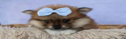 Pomeranian dogs for sale: Flossie  - Ad 9